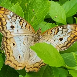 Butterfly Wonderland - Scottsdale