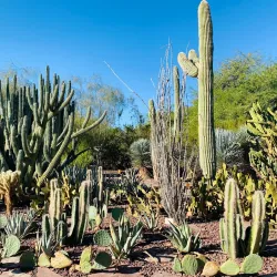 Desert Botanical Garden - Scottsdale