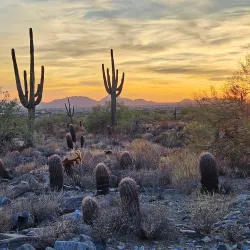 McDowell Sonoran Preserve - Scottsdale