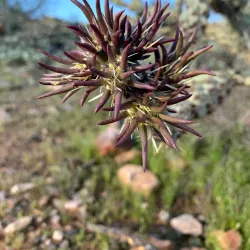 McDowell Sonoran Preserve - Scottsdale