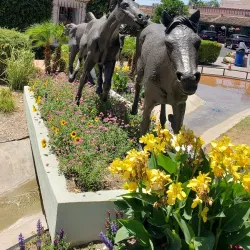 Old Town Scottsdale - Scottsdale