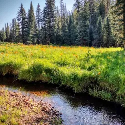 Apache-Sitgreaves National Forests - Show Low
