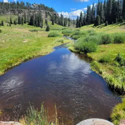 Apache-Sitgreaves National Forests - Show Low