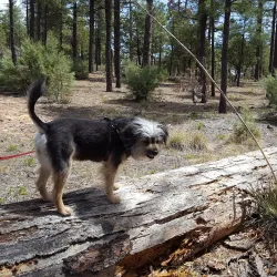 Show Low City Park - Show Low