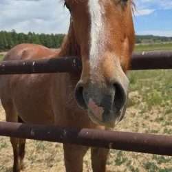 Show Low Creek Trail - Show Low