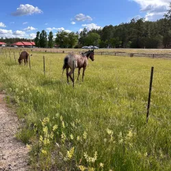 Show Low Creek Trail - Show Low