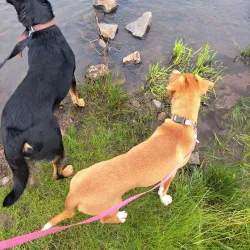 Show Low Creek Trail - Show Low