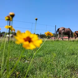 Show Low Creek Trail - Show Low