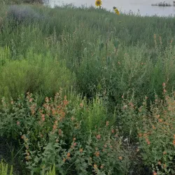 The White Mountain Lake - Show Low