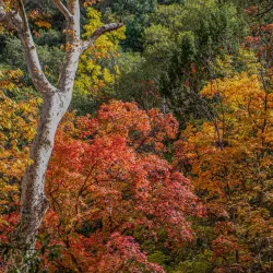 Ramsey Canyon Preserve - Sierra Vista