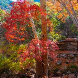 Ramsey Canyon Preserve - Sierra Vista