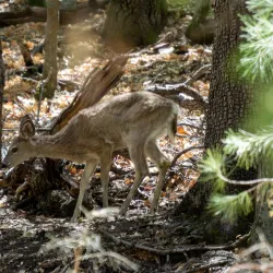 Ramsey Canyon Preserve - Sierra Vista
