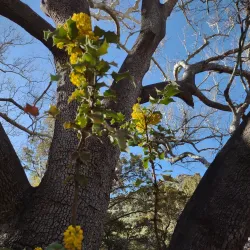 Ramsey Canyon Preserve - Sierra Vista
