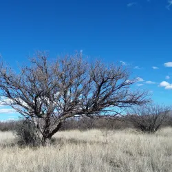 San Pedro Riparian National Conservation Area - Sierra Vista