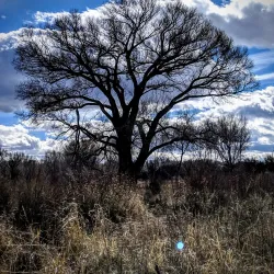 San Pedro Riparian National Conservation Area - Sierra Vista