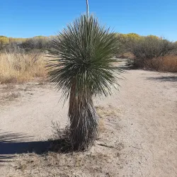 San Pedro Riparian National Conservation Area - Sierra Vista