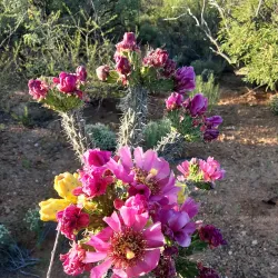 San Pedro Riparian National Conservation Area - Sierra Vista