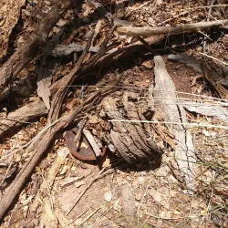 San Pedro Riparian National Conservation Area - Sierra Vista