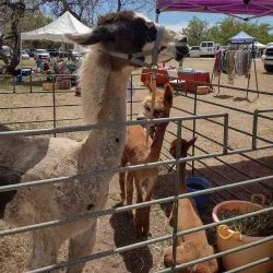 Sierra Vista Farmers Market - Sierra Vista