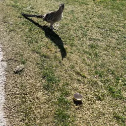 Coyote Lakes Golf Course - Surprise