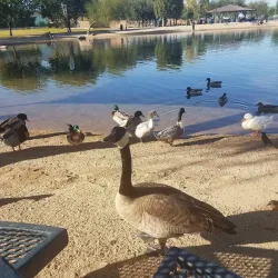 Surprise Community Park - Surprise