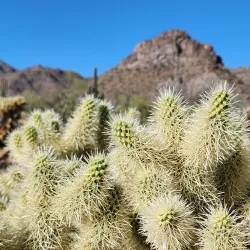 White Tank Mountain Regional Park - Surprise