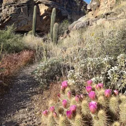 White Tank Mountain Regional Park - Surprise