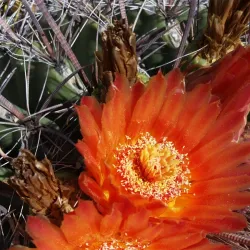 Coronado National Forest - Thatcher