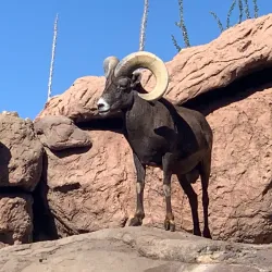 Arizona-Sonora Desert Museum - Tucson