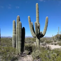 Arizona-Sonora Desert Museum - Tucson