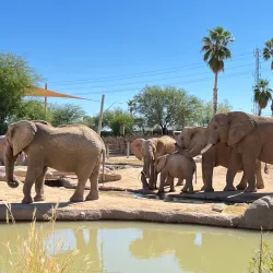 Reid Park Zoo - Tucson