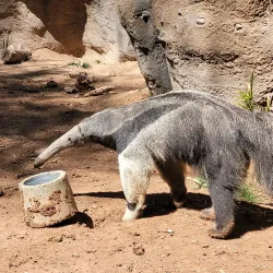 Reid Park Zoo - Tucson