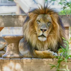 Reid Park Zoo - Tucson