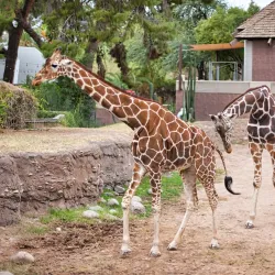 Reid Park Zoo - Tucson