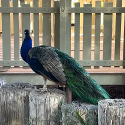 Reid Park Zoo - Tucson