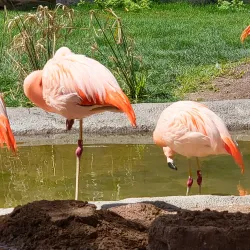 Reid Park Zoo - Tucson