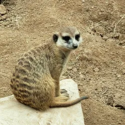 Reid Park Zoo - Tucson