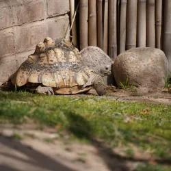 Reid Park Zoo - Tucson