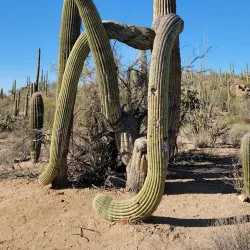 Saguaro National Park - Tucson