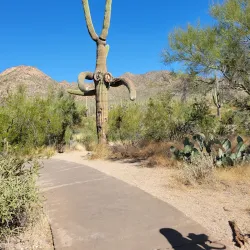 Saguaro National Park - Tucson