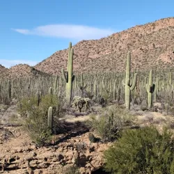 Saguaro National Park - Tucson