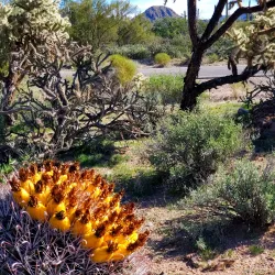 Saguaro National Park - Tucson