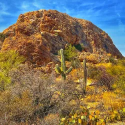 Saguaro National Park - Tucson