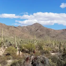 Saguaro National Park - Tucson