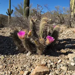 Saguaro National Park - Tucson