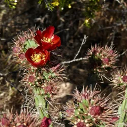 Saguaro National Park - Tucson