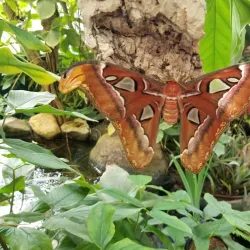 Tucson Botanical Gardens - Tucson