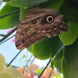 Tucson Botanical Gardens - Tucson