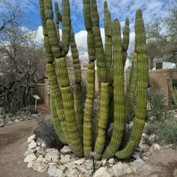 Tucson Botanical Gardens - Tucson