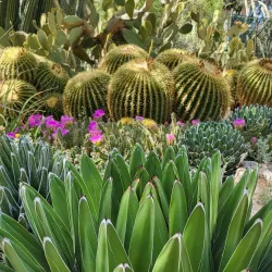Tucson Botanical Gardens - Tucson